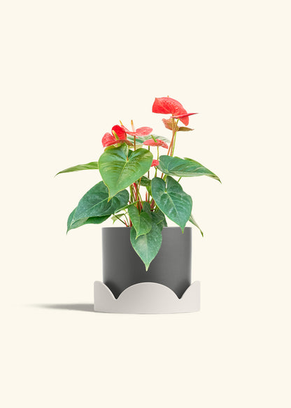Anthurium Red Flamingo in a 6 inches Charcoal Classic Cylinder Planter in a Oat Petal Drip Tray