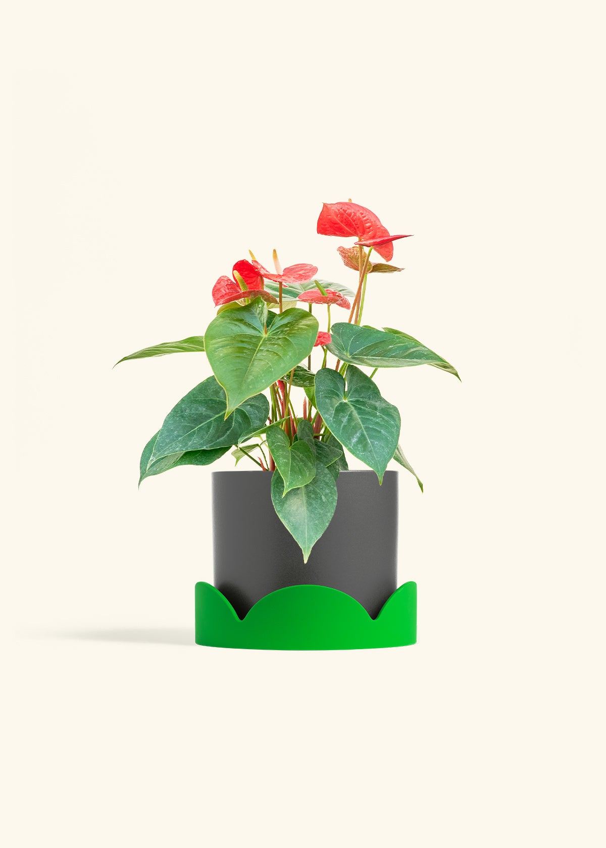 Anthurium Red Flamingo in a 6 inches Charcoal Classic Cylinder Planter in a Shamrock Petal Drip Tray