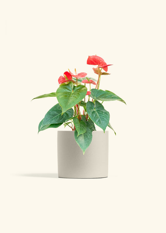 Anthurium Red Flamingo in a 6 inches Oat Classic Cylinder Planter 