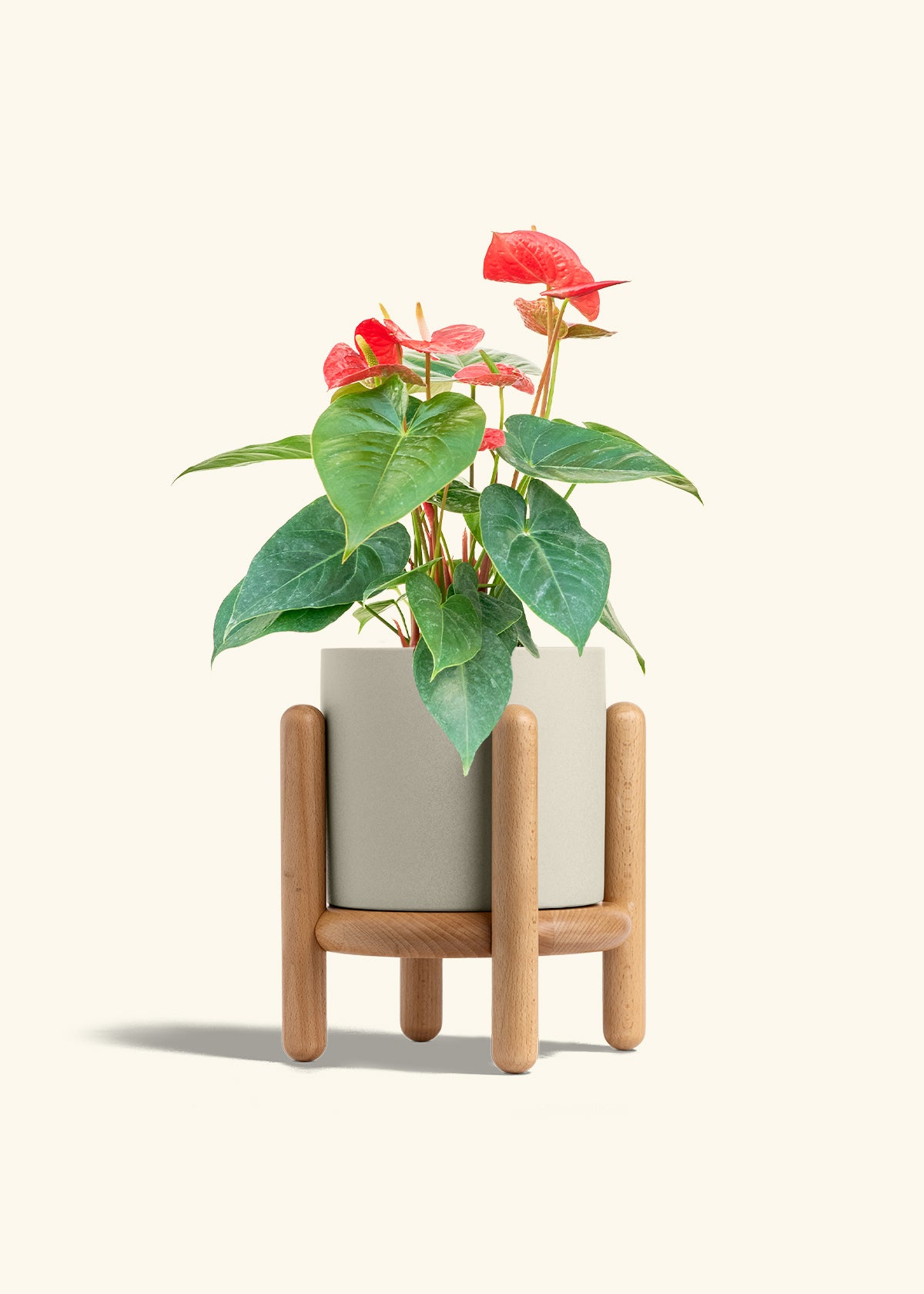 Anthurium Red Flamingo in a 6 inches Oat Classic Cylinder Planter in a Beech Wood Stand