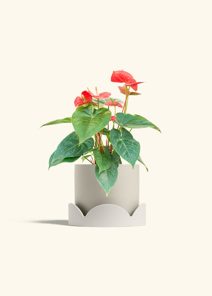 Anthurium Red Flamingo in a 6 inches Oat Classic Cylinder Planter in a Oat Petal Drip Tray