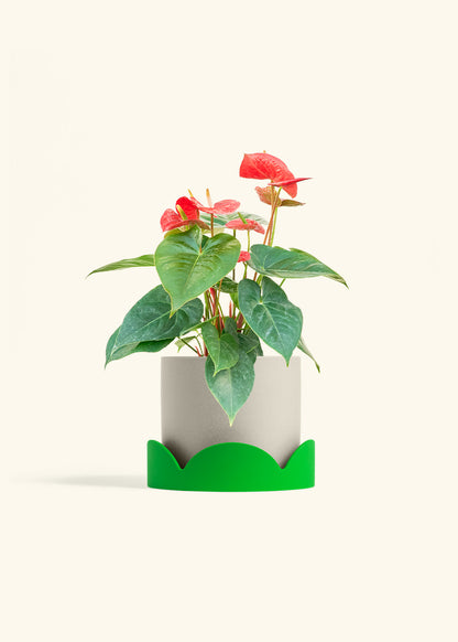 Anthurium Red Flamingo in a 6 inches Oat Classic Cylinder Planter in a Shamrock Petal Drip Tray