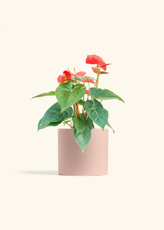 Anthurium Red Flamingo in a 6 inches Pink Classic Cylinder Planter 