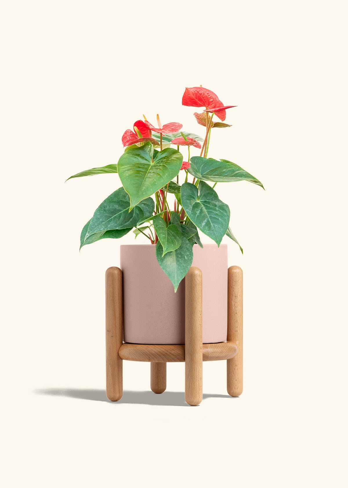 Anthurium Red Flamingo in a 6 inches Pink Classic Cylinder Planter in a Beech Wood Stand