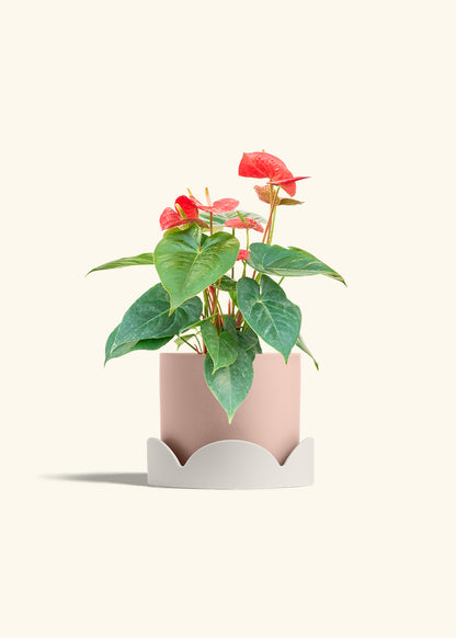 Anthurium Red Flamingo in a 6 inches Pink Classic Cylinder Planter in a Oat Petal Drip Tray
