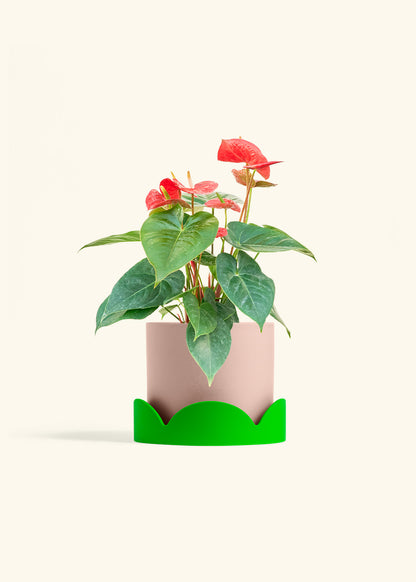 Anthurium Red Flamingo in a 6 inches Pink Classic Cylinder Planter in a Shamrock Petal Drip Tray