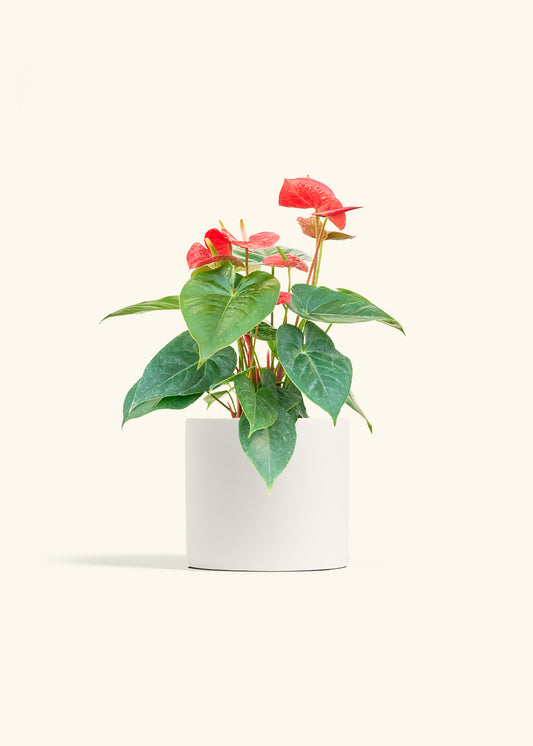 Anthurium Red Flamingo in a 6 inches White Classic Cylinder Planter 