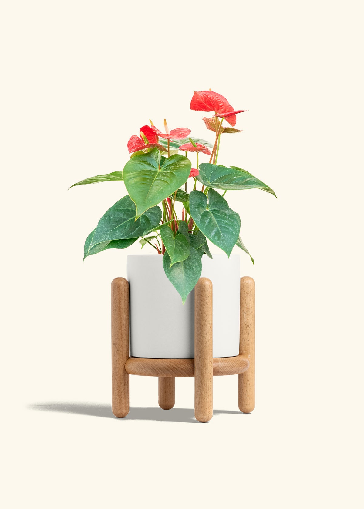 Anthurium Red Flamingo in a 6 inches White Classic Cylinder Planter in a Beech Wood Stand