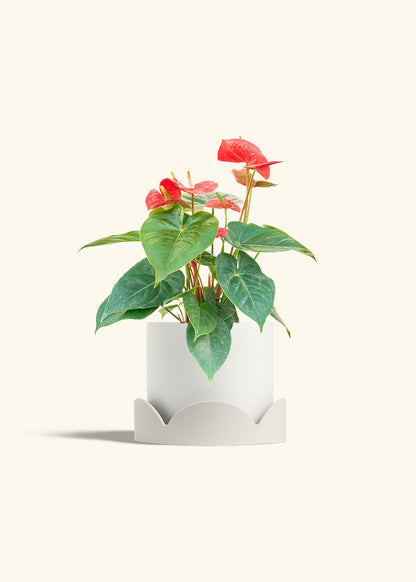 Anthurium Red Flamingo in a 6 inches White Classic Cylinder Planter in a Oat Petal Drip Tray