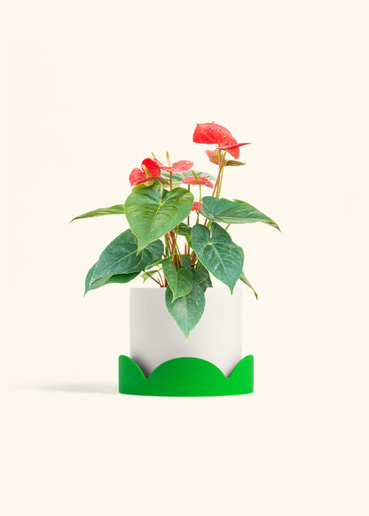 Anthurium Red Flamingo in a 6 inches White Classic Cylinder Planter in a Shamrock Petal Drip Tray