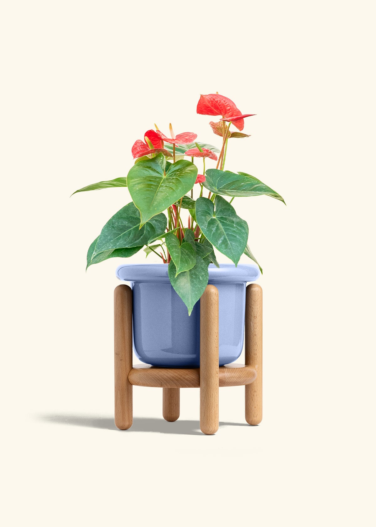Anthurium Red Flamingo in a 6 inches Fat Lip Blue Planter in a Beech Wood Stand