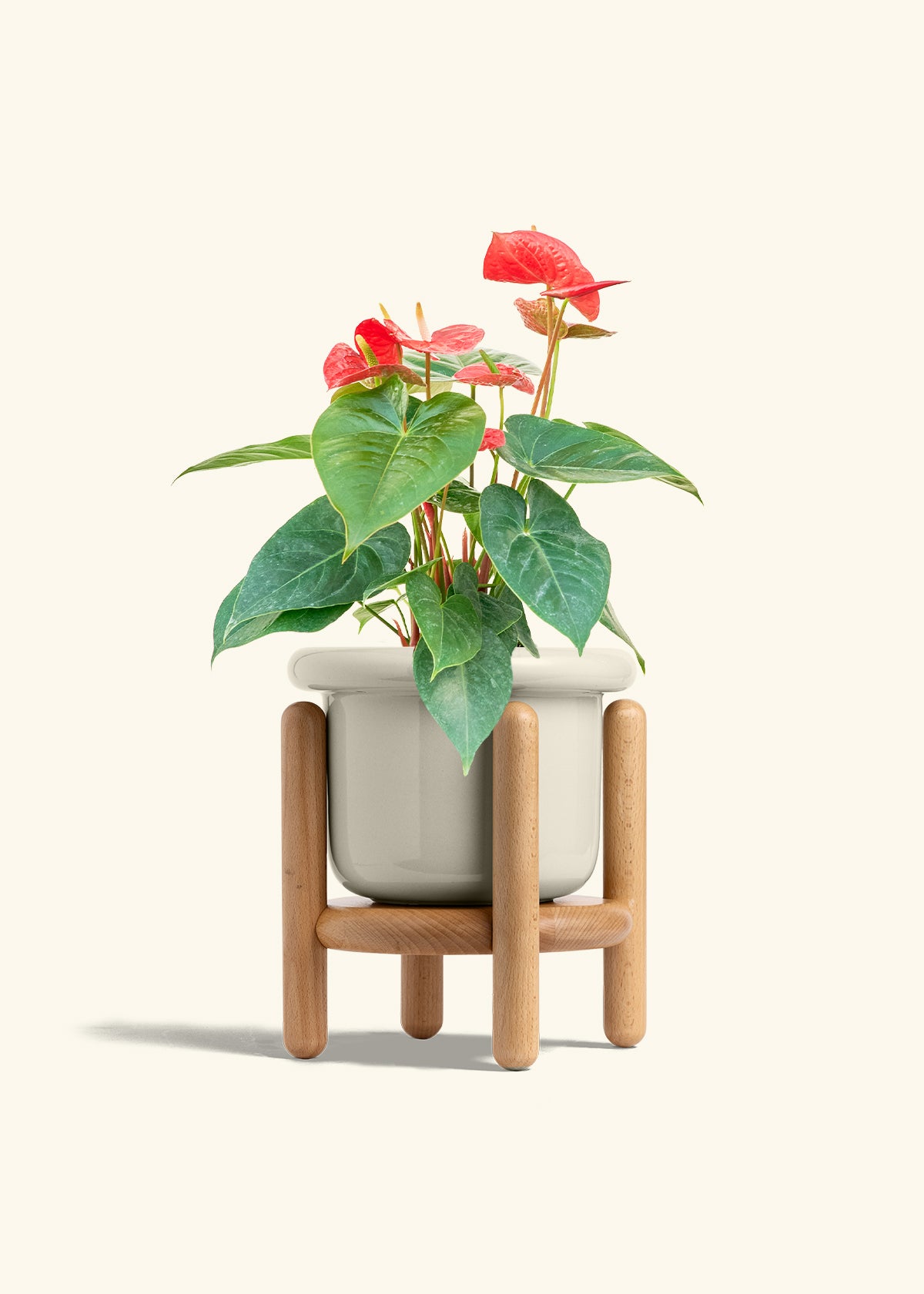Anthurium Red Flamingo in a 6 inches Fat Lip Oat Planter in a Beech Wood Stand