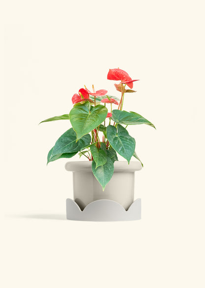 Anthurium Red Flamingo in a 6 inches Fat Lip Oat Planter in a Oat Petal Drip Tray