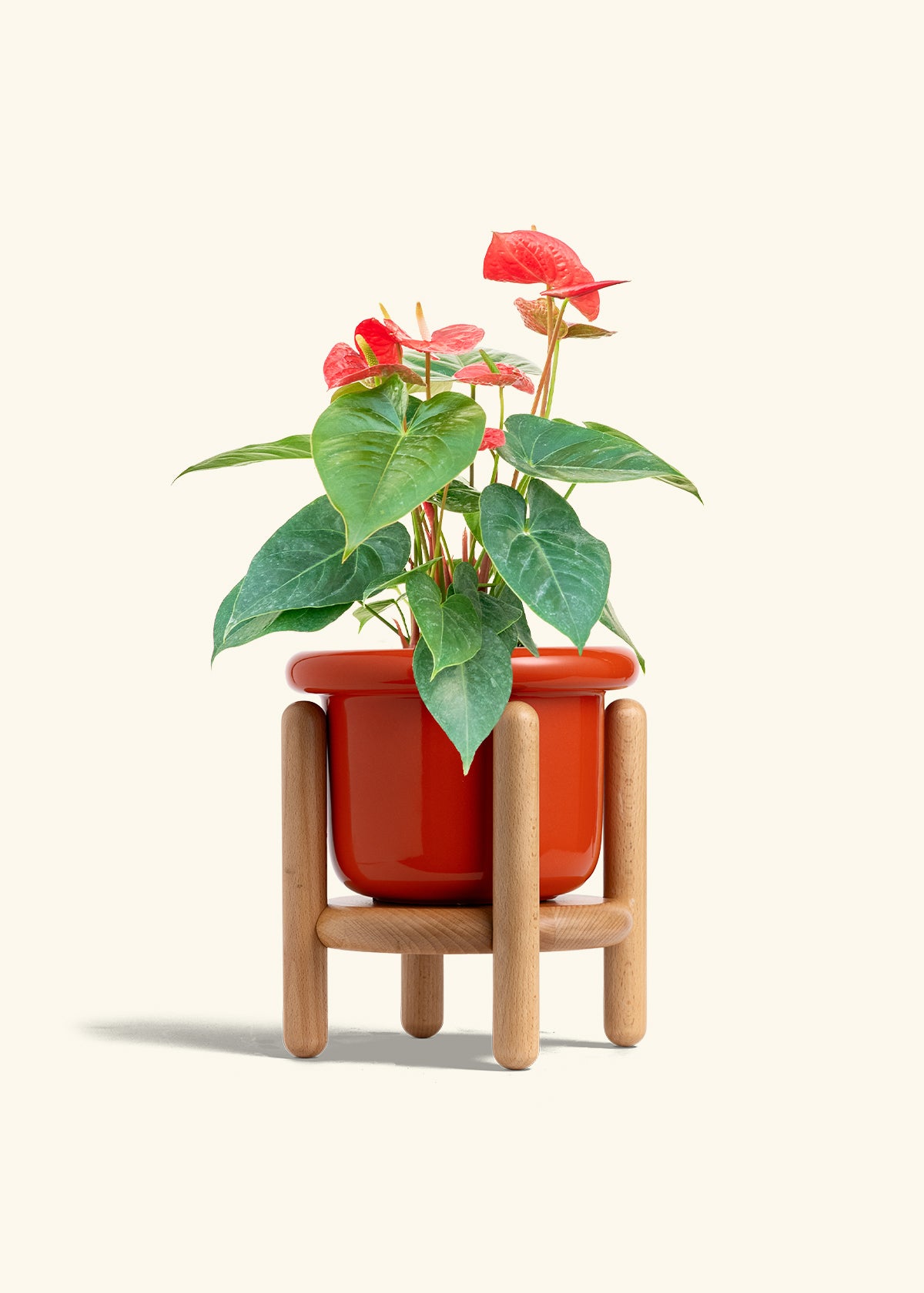 Anthurium Red Flamingo in a 6 inches Fat Lip Red Planter in a Beech Wood Stand