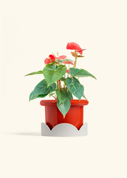 Anthurium Red Flamingo in a 6 inches Fat Lip Red Planter in a Oat Petal Drip Tray