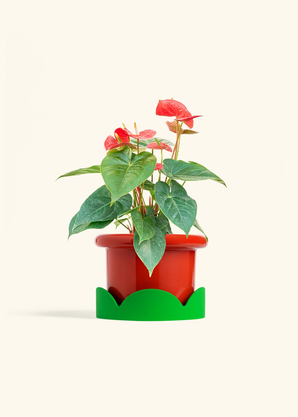 Anthurium Red Flamingo in a 6 inches Fat Lip Red Planter in a Shamrock Petal Drip Tray