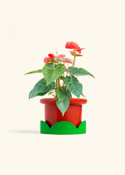 Anthurium Red Flamingo in a 6 inches Fat Lip Red Planter in a Shamrock Petal Drip Tray