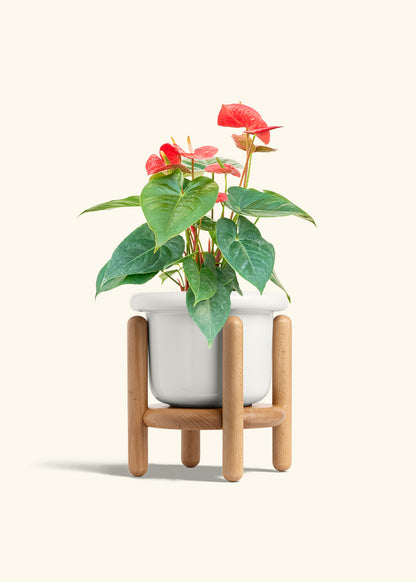 Anthurium Red Flamingo in a 6 inches Fat Lip White Planter in a Beech Wood Stand