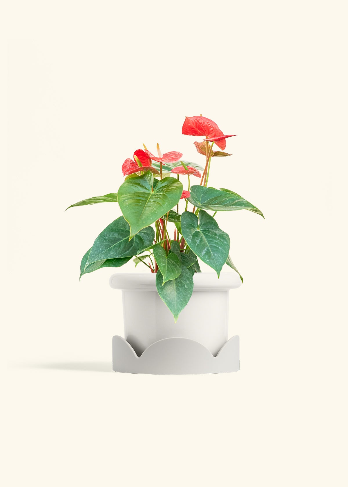 Anthurium Red Flamingo in a 6 inches Fat Lip White Planter in a Oat Petal Drip Tray