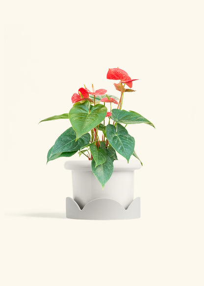 Anthurium Red Flamingo in a 6 inches Fat Lip White Planter in a Oat Petal Drip Tray