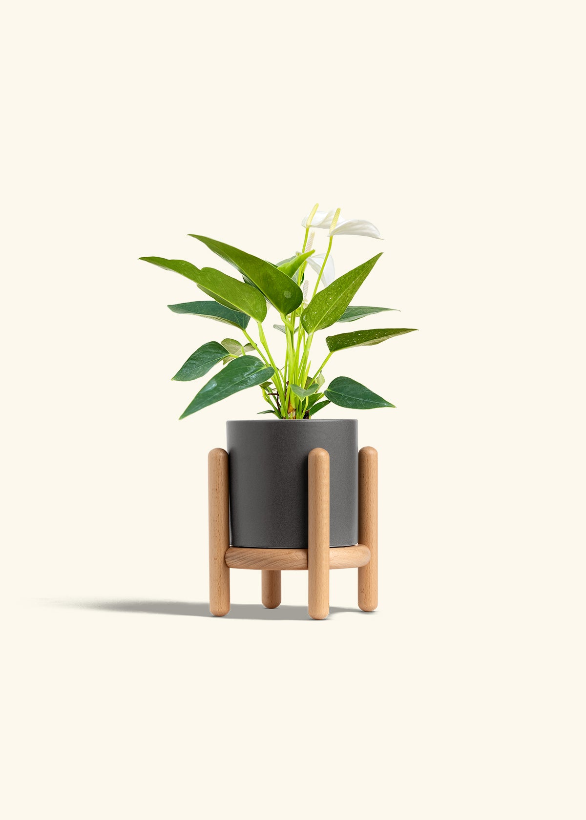 Anthurium White Flamingo in a 4 inches Charcoal Classic Cylinder Planter in a Beech Wood Stand