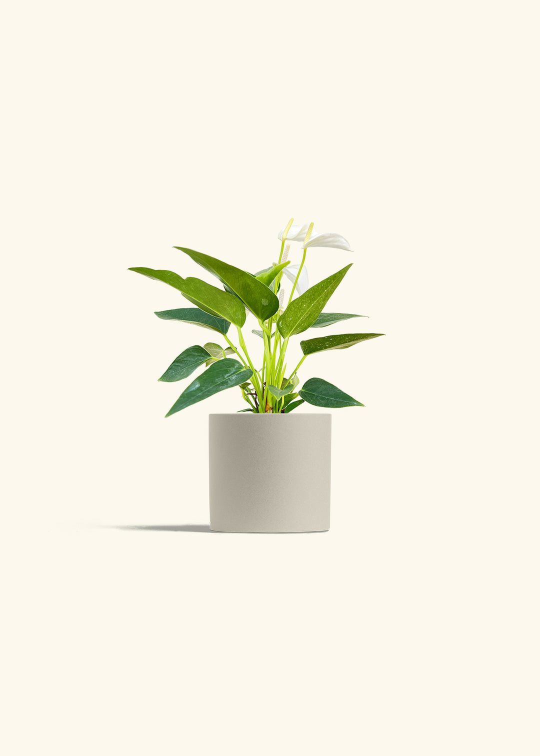 Anthurium White Flamingo in a 4 inches Oat Classic Cylinder Planter 