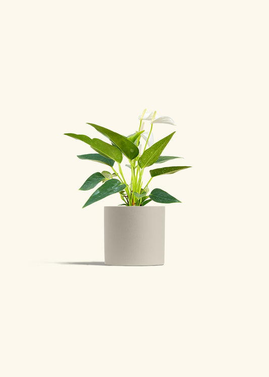 Anthurium White Flamingo in a 4 inches Oat Classic Cylinder Planter 