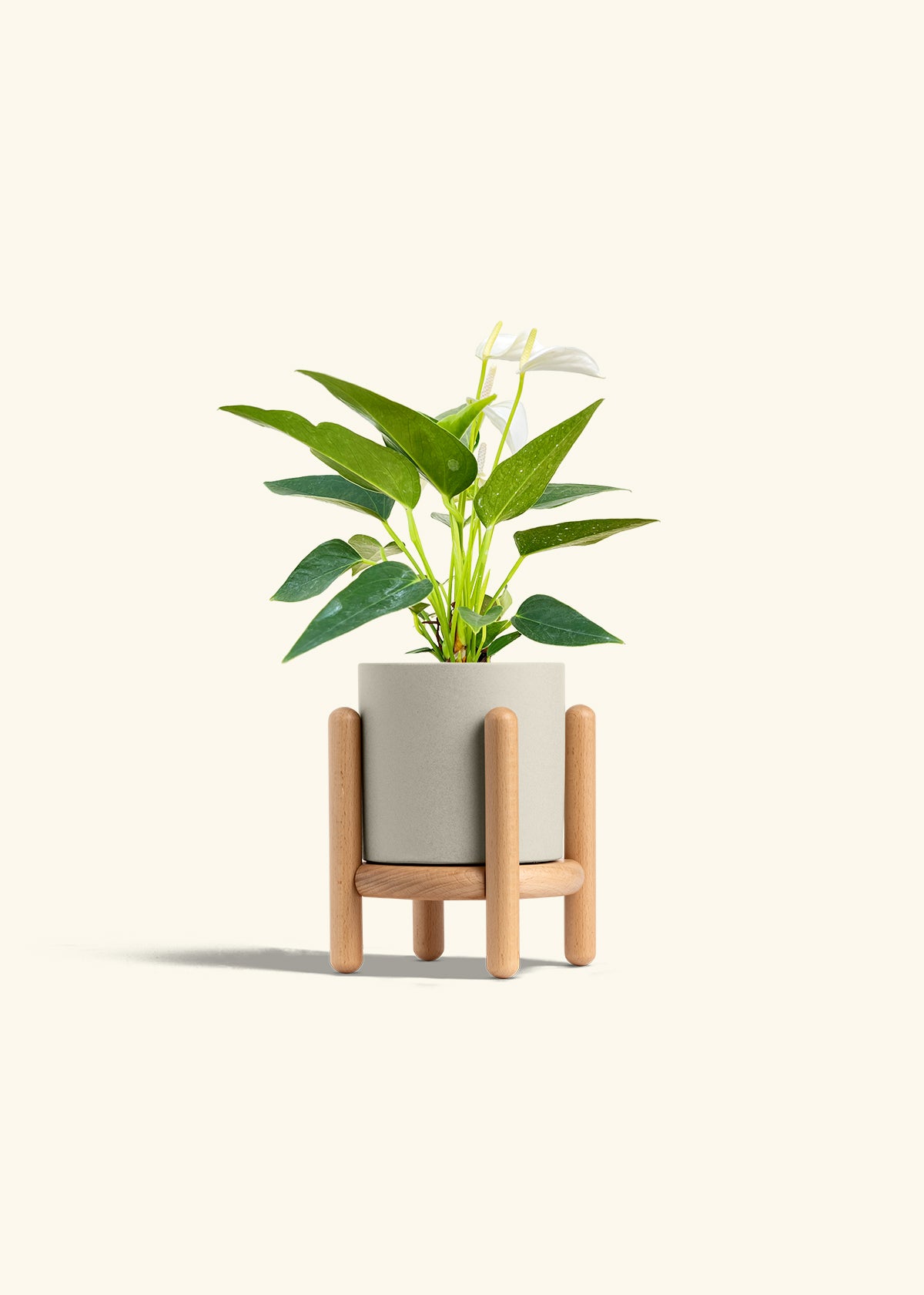 Anthurium White Flamingo in a 4 inches Oat Classic Cylinder Planter in a Beech Wood Stand