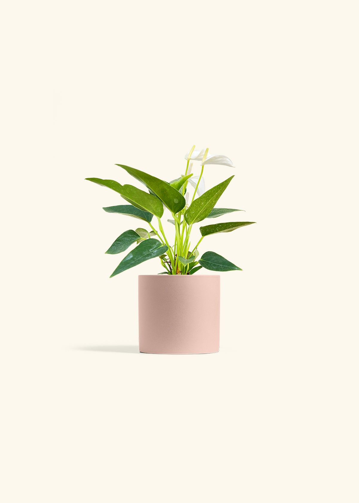 Anthurium White Flamingo in a 4 inches Pink Classic Cylinder Planter 