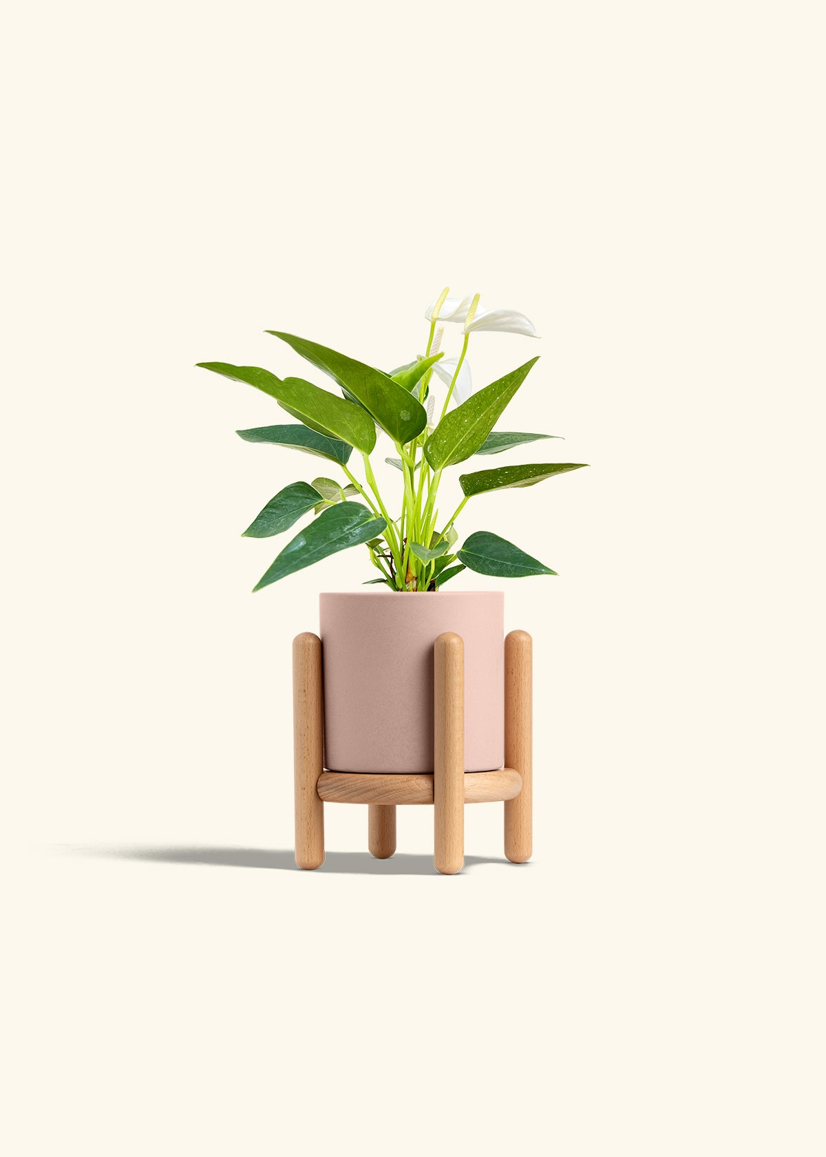 Anthurium White Flamingo in a 4 inches Pink Classic Cylinder Planter in a Beech Wood Stand