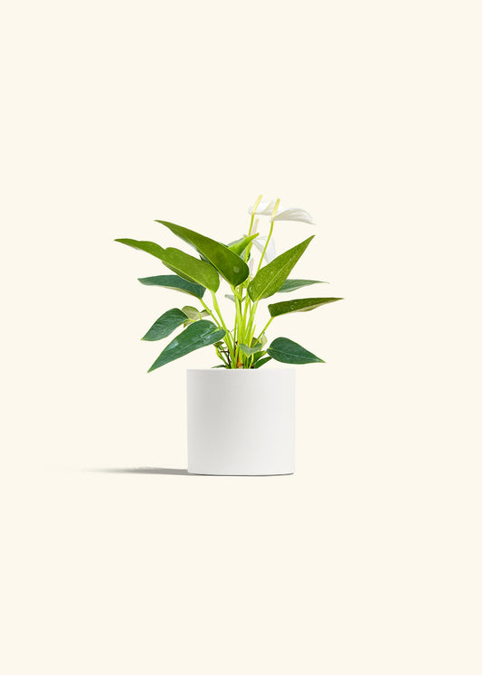 Anthurium White Flamingo in a 4 inches White Classic Cylinder Planter 