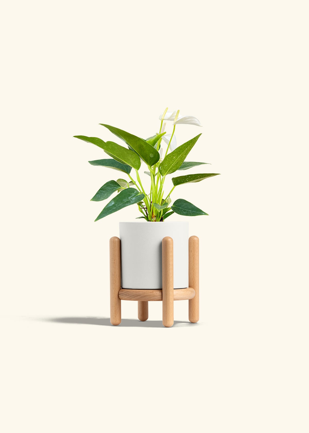 Anthurium White Flamingo in a 4 inches White Classic Cylinder Planter in a Beech Wood Stand