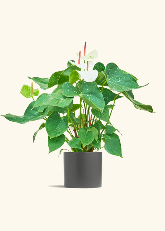Anthurium White Flamingo in a 6 inches Charcoal Classic Cylinder Planter 