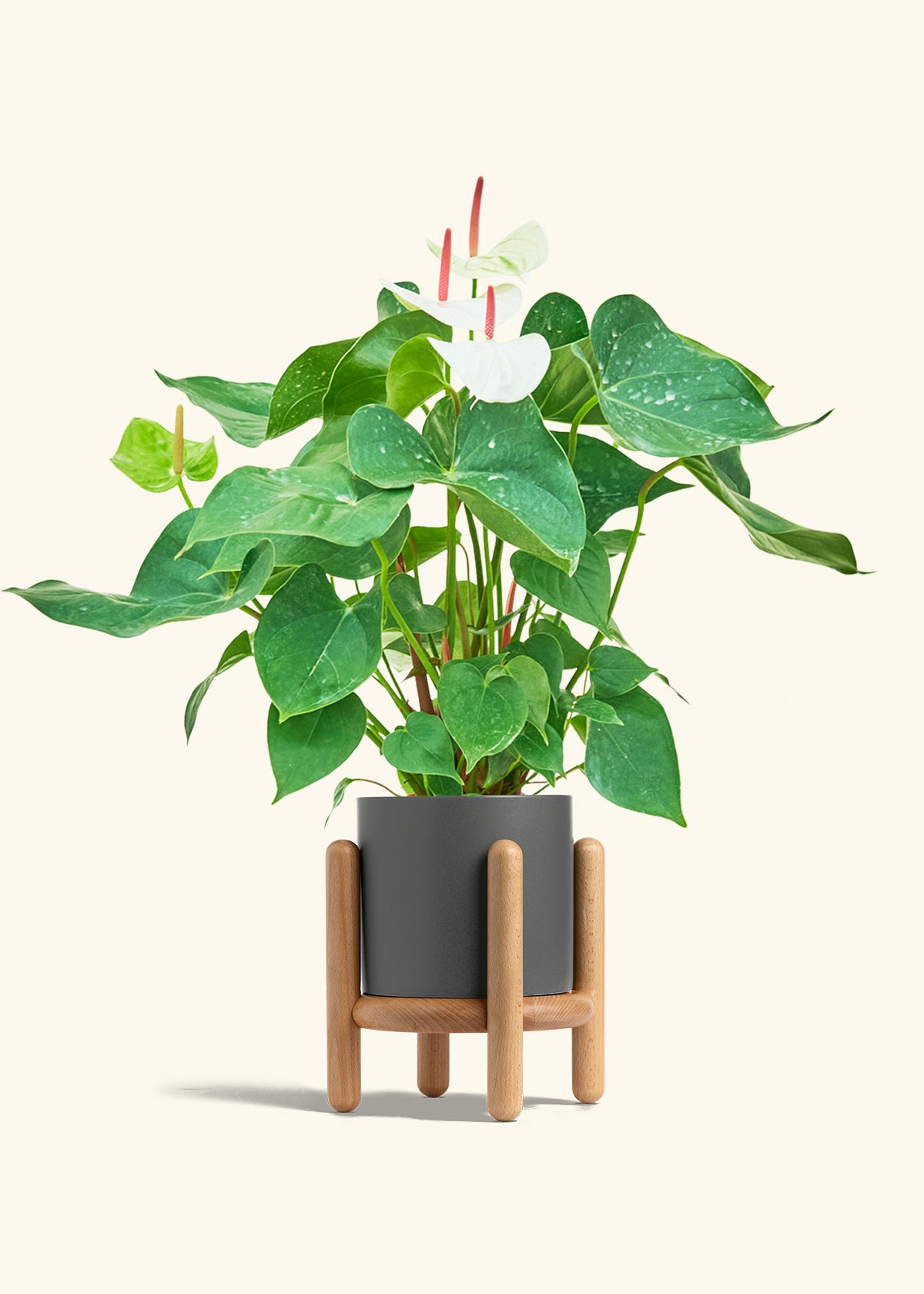Anthurium White Flamingo in a 6 inches Charcoal Classic Cylinder Planter in a Beech Wood Stand