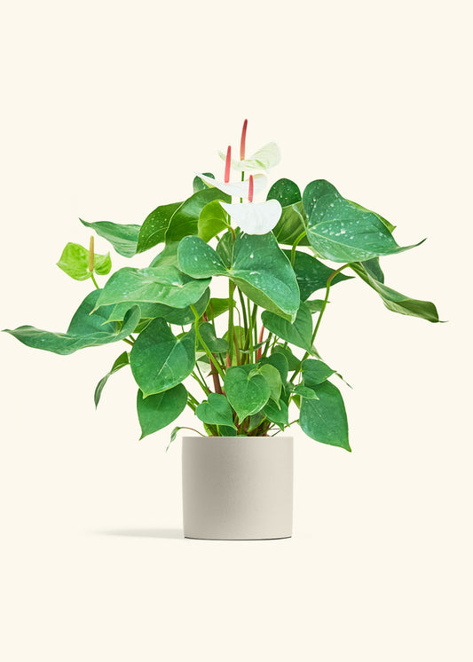 Anthurium White Flamingo in a 6 inches Oat Classic Cylinder Planter 