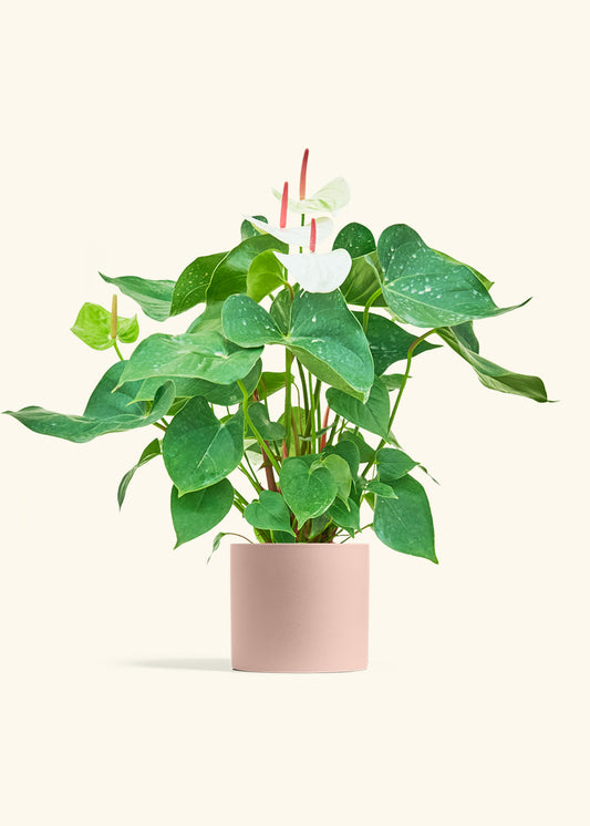 Anthurium White Flamingo in a 6 inches Pink Classic Cylinder Planter 