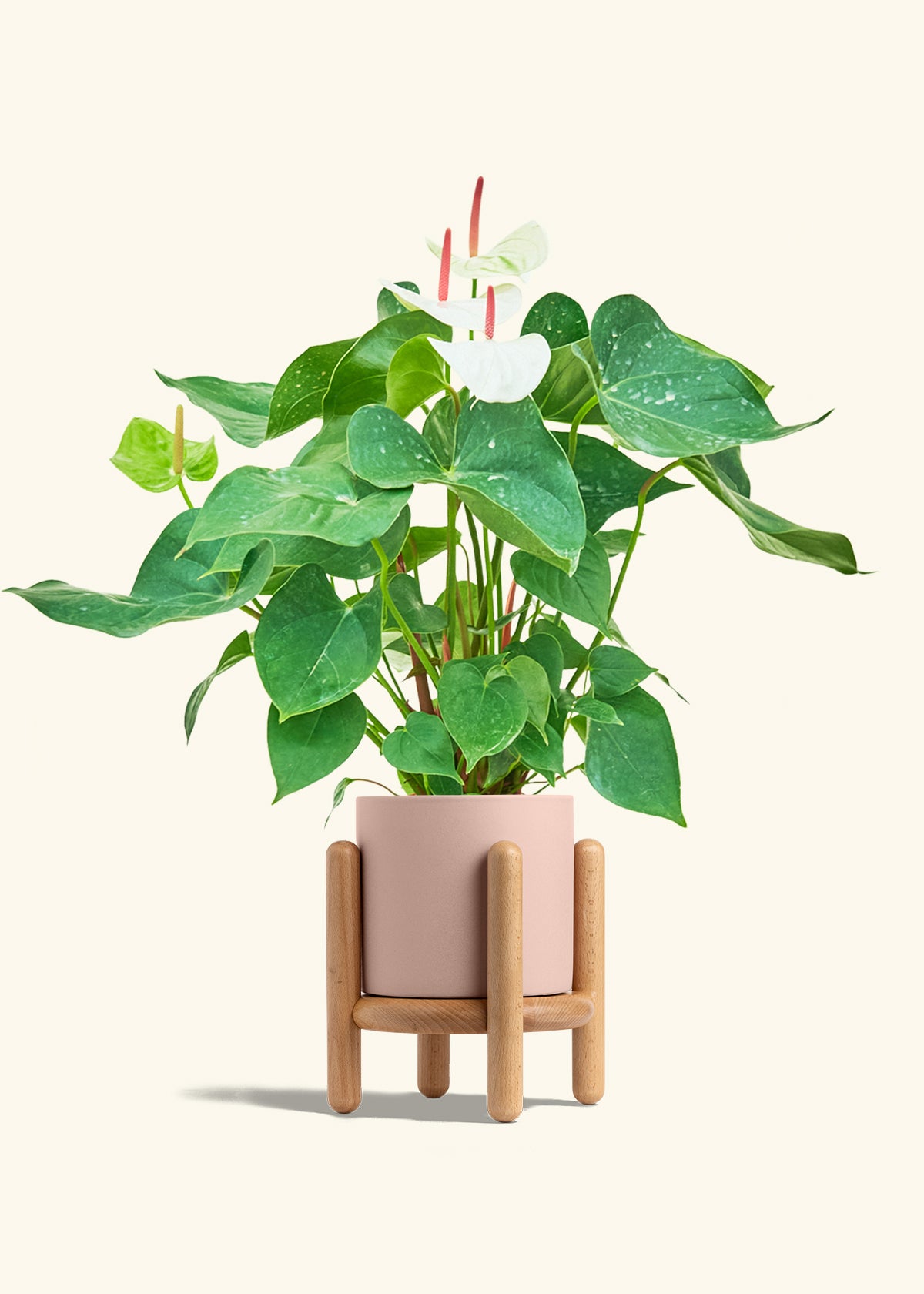 Anthurium White Flamingo in a 6 inches Pink Classic Cylinder Planter in a Beech Wood Stand