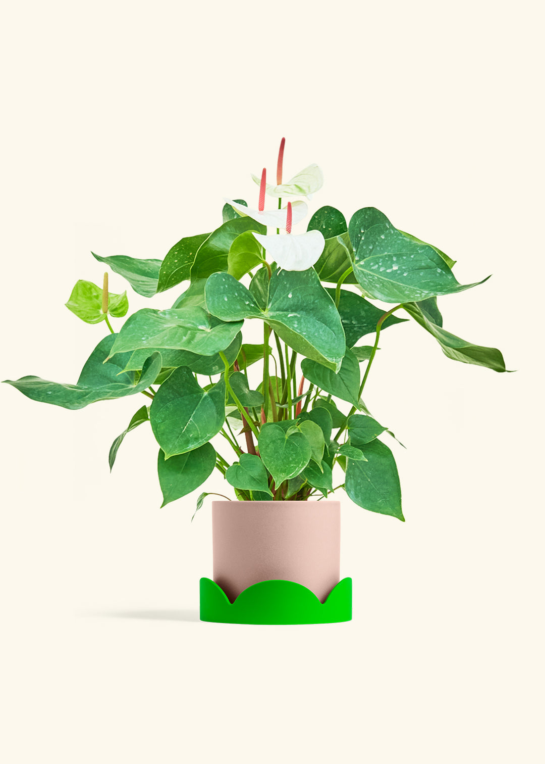 Anthurium White Flamingo in a 6 inches Pink Classic Cylinder Planter in a Shamrock Petal Drip Tray