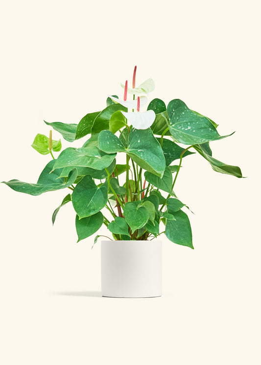 Anthurium White Flamingo in a 6 inches White Classic Cylinder Planter 