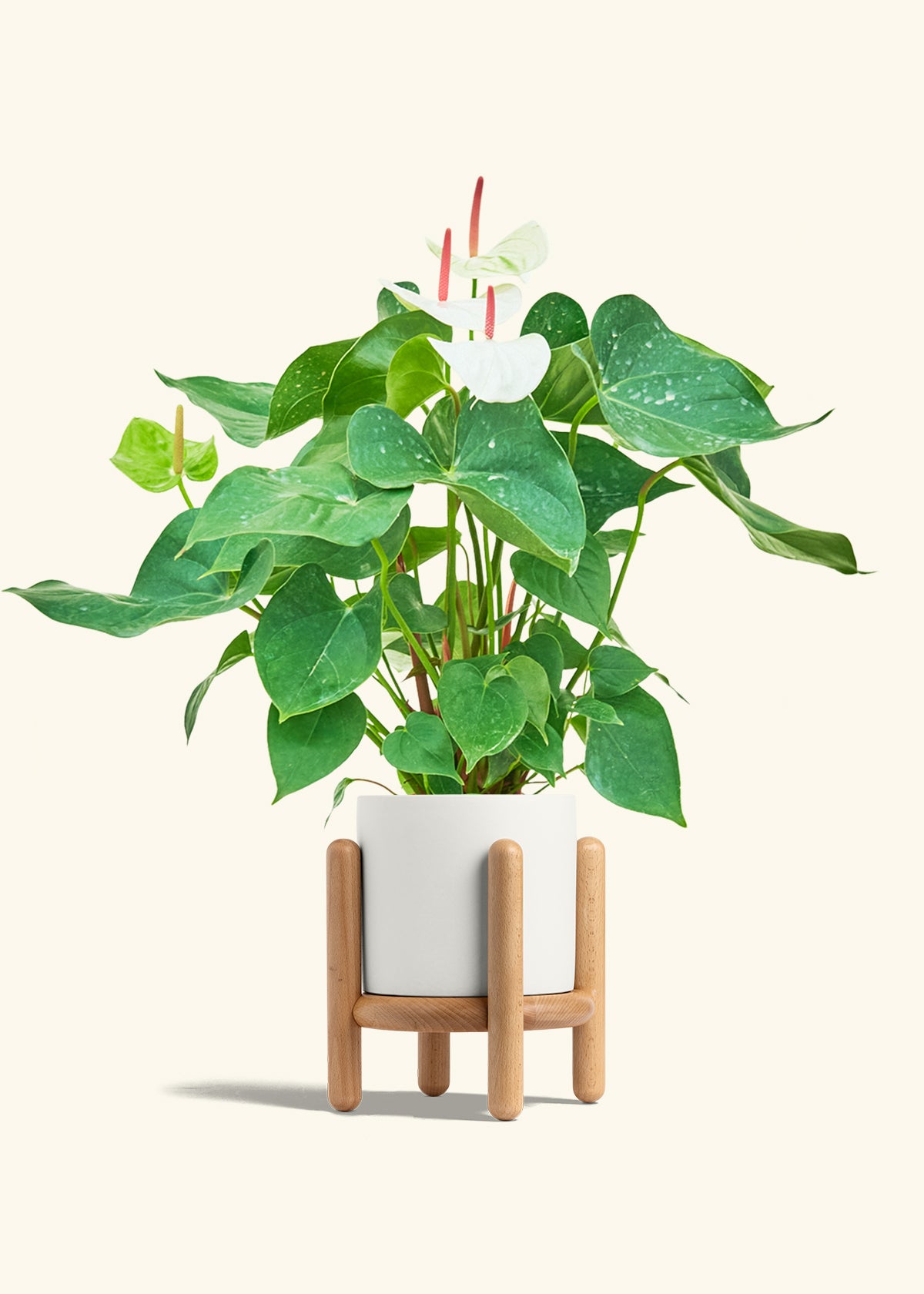 Anthurium White Flamingo in a 6 inches White Classic Cylinder Planter in a Beech Wood Stand