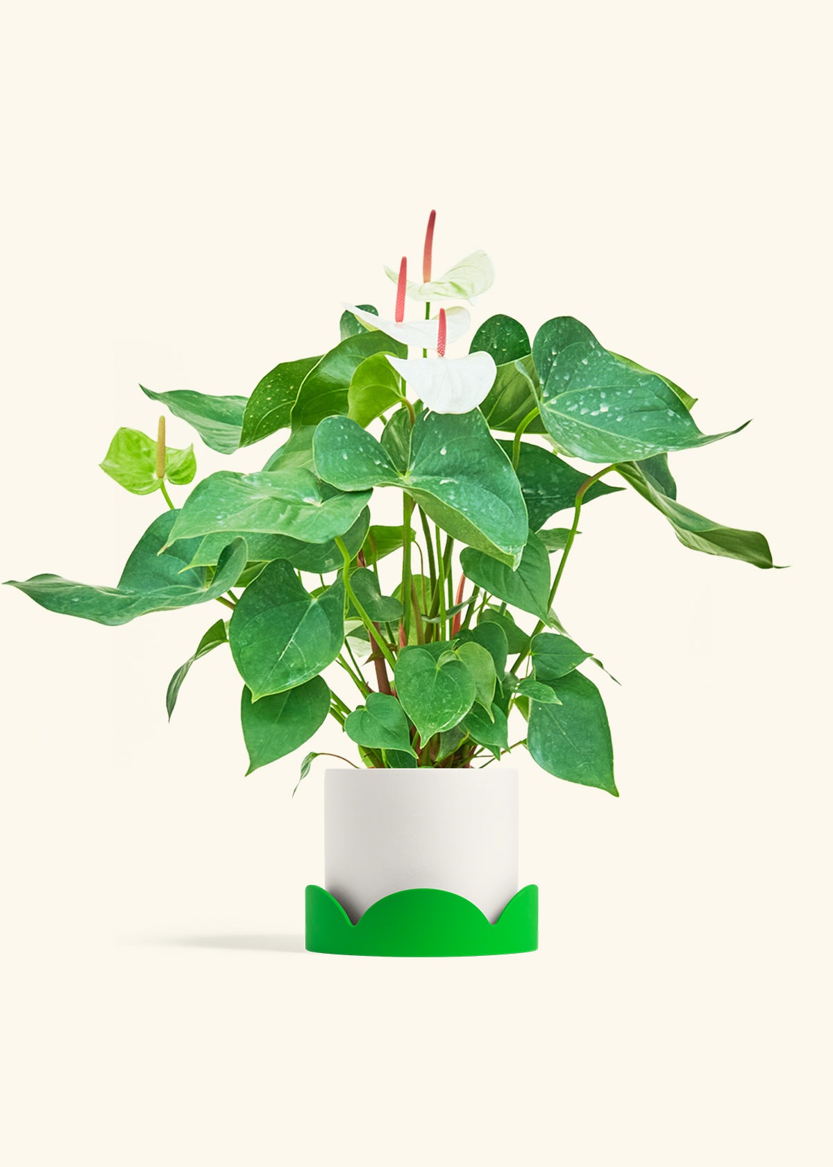 anthurium 56 White Anthurium
