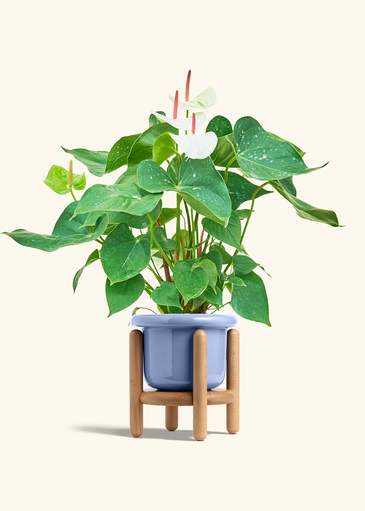 anthurium andraeanum bird safe White Anthurium – Hey Rooted