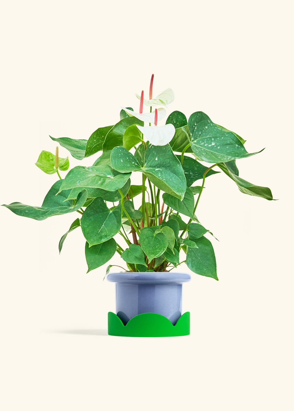 pot size for anthurium White Anthurium
