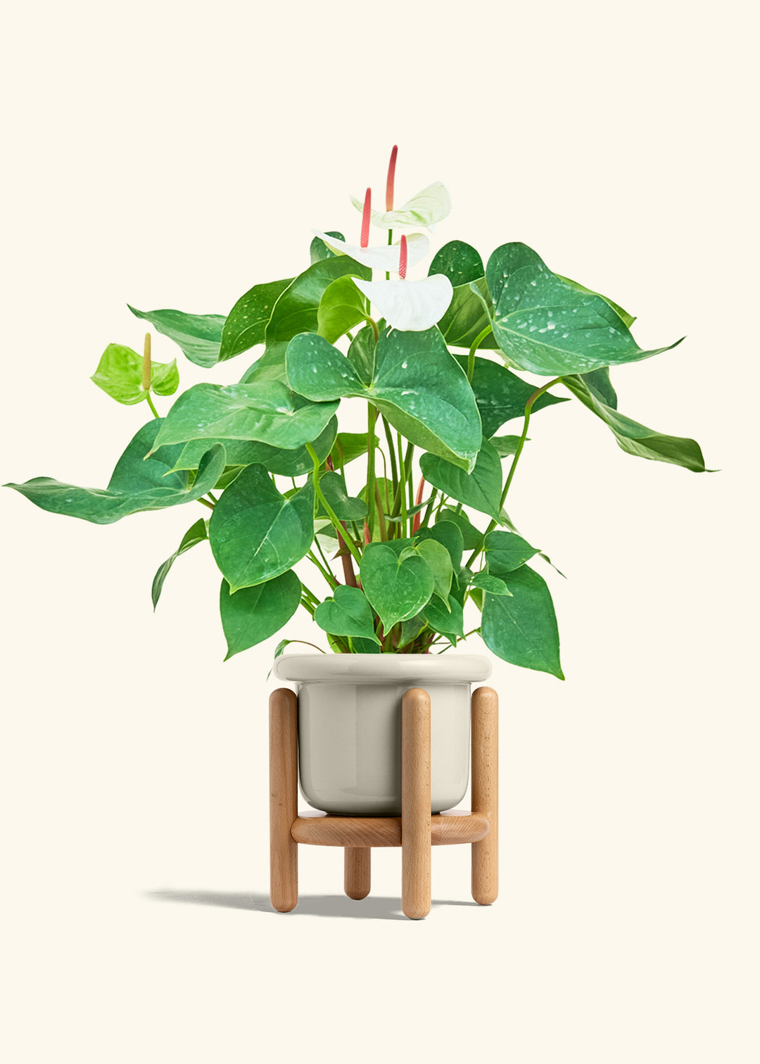 Anthurium White Flamingo in a 6 inches Fat Lip Oat Planter in a Beech Wood Stand