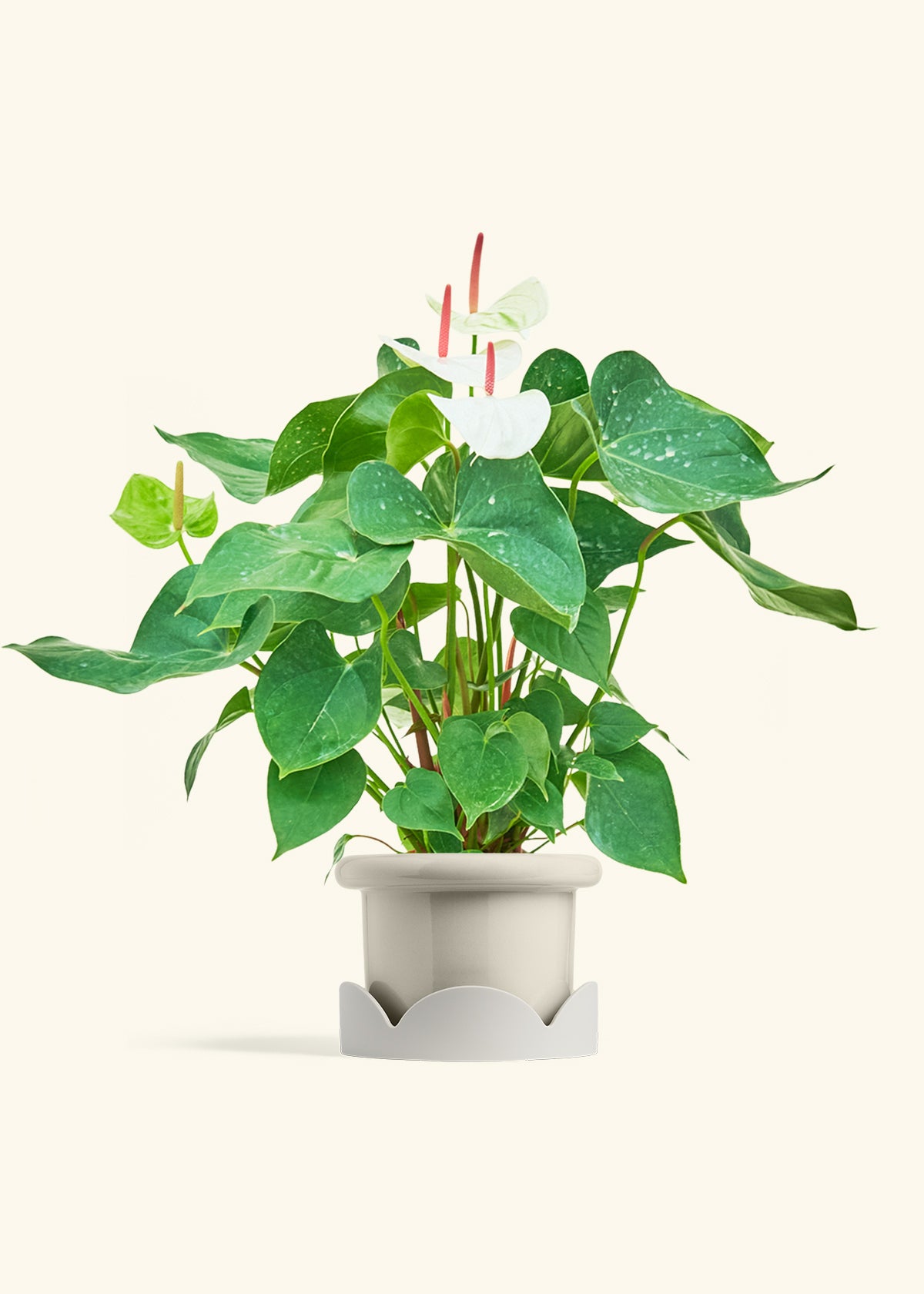 anthurium fleur blanche White Anthurium – Hey Rooted