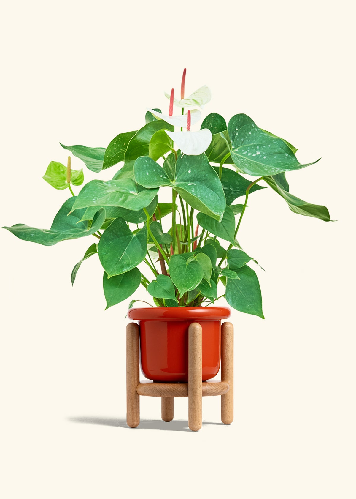 anthurium croatiana White Anthurium – Hey Rooted