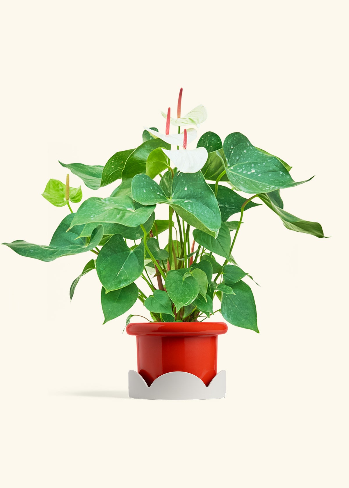 anthurium water requirements White Anthurium