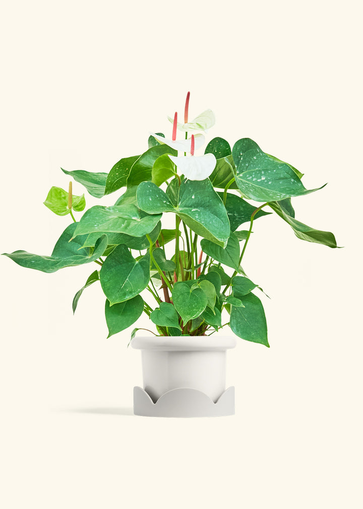 Anthurium White Flamingo in a 6 inches Fat Lip White Planter in a Oat Petal Drip Tray