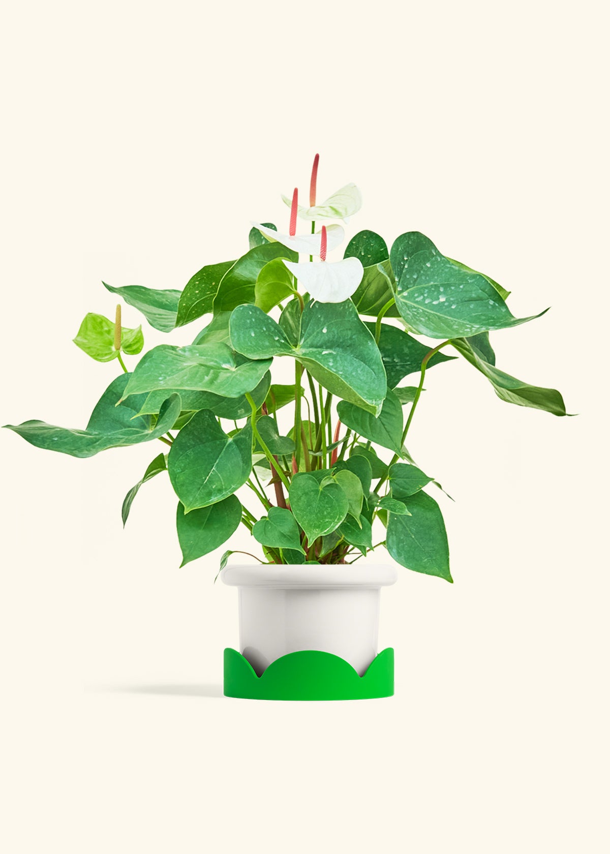 anthurium in a pot White Anthurium