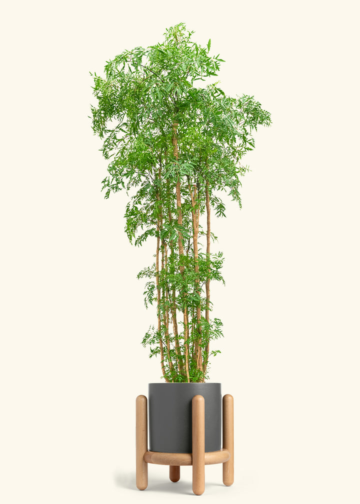 Ming Aralia
